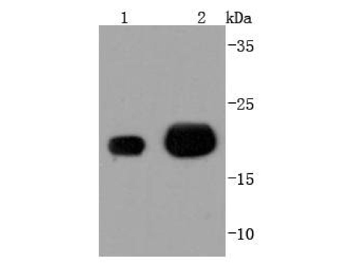 Western blot analysis of MGMT on different lysates. Proteins were transferred to a PVDF membrane and blocked with 5% BSA in PBS for 1 hour at room temperature. The primary antibody (ET1701-55, 1/500) was used in 5% BSA at room temperature for 2 hours. Goat Anti-Rabbit IgG - HRP Secondary Antibody (HA1001) at 1:200,000 dilution was used for 1 hour at room temperature.<br />
Positive control: <br />
Lane 1: MCF-7 cell lysate<br />
Lane 2: Hela cell lysate