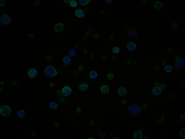ICC staining of CD3D in Jurkat cells (green). Formalin fixed cells were permeabilized with 0.1% Triton X-100 in TBS for 10 minutes at room temperature and blocked with 1% Blocker BSA for 15 minutes at room temperature. Cells were probed with the primary antibody (ET1701-57, 1/50) for 1 hour at room temperature, washed with PBS. Alexa Fluor®488 Goat anti-Rabbit IgG was used as the secondary antibody at 1/1,000 dilution. The nuclear counter stain is DAPI (blue).