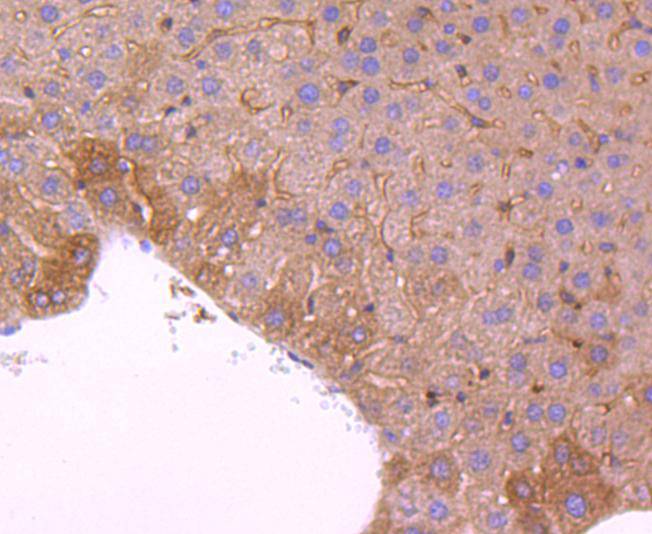 Immunohistochemical analysis of paraffin-embedded mouse liver tissue using anti-PRDX2 antibody. The section was pre-treated using heat mediated antigen retrieval with Tris-EDTA buffer (pH 9.0) for 20 minutes.The tissues were blocked in 1% BSA for 30 minutes at room temperature, washed with ddH2O and PBS, and then probed with the primary antibody (ET1701-61, 1/50) for 30 minutes at room temperature. The detection was performed using an HRP conjugated compact polymer system. DAB was used as the chromogen. Tissues were counterstained with hematoxylin and mounted with DPX.