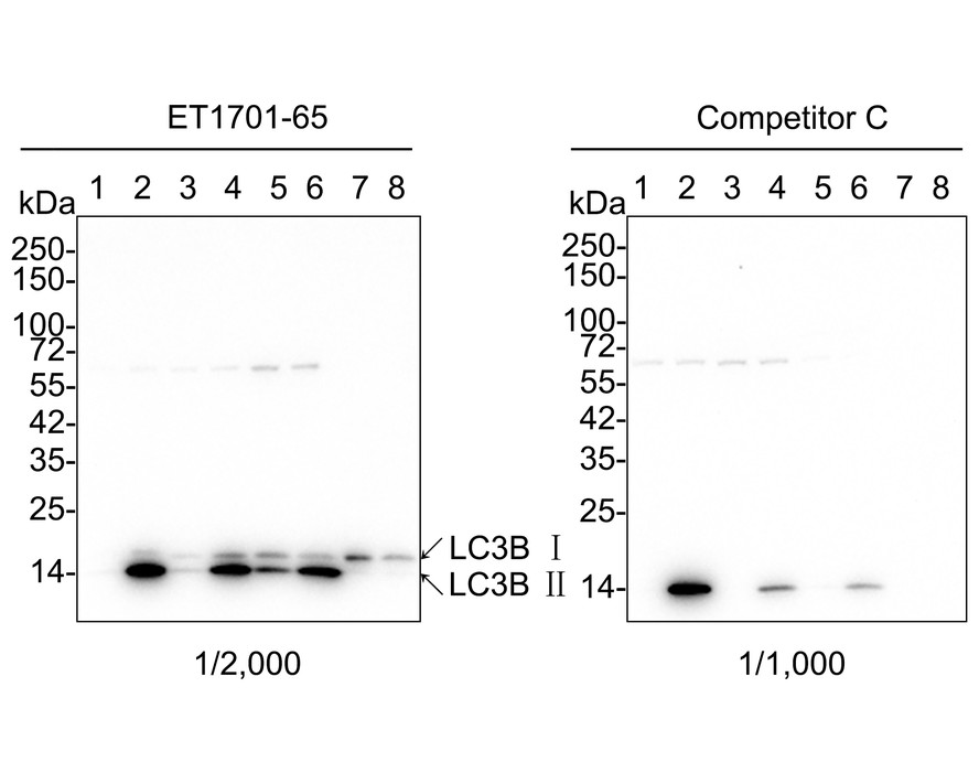 Western blot analysis of LC3B on different lysates. Proteins were transferred to a PVDF membrane and blocked with 5% BSA in PBS for 1 hour at room temperature. The primary antibody (ET1701-65, 1/500) was used in 5% BSA at room temperature for 2 hours. Goat Anti-Rabbit IgG - HRP Secondary Antibody (HA1001) at 1:5,000 dilution was used for 1 hour at room temperature.<br />
Positive control: <br />
Lane 1: Hela cell lysate<br />
Lane 2: MCF-7 cell lysate