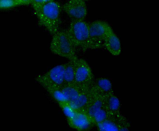 ICC staining of HDAC6 in 293 cells (green). Formalin fixed cells were permeabilized with 0.1% Triton X-100 in TBS for 10 minutes at room temperature and blocked with 1% Blocker BSA for 15 minutes at room temperature. Cells were probed with the primary antibody (ET1701-66, 1/50) for 1 hour at room temperature, washed with PBS. Alexa Fluor®488 Goat anti-Rabbit IgG was used as the secondary antibody at 1/1,000 dilution. The nuclear counter stain is DAPI (blue).