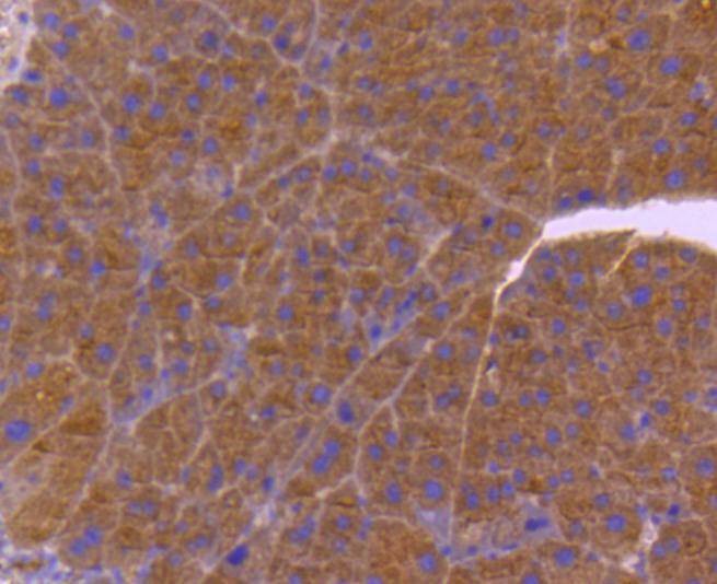 Immunohistochemical analysis of paraffin-embedded mouse pancreas tissue using anti-CDC42 antibody. The section was pre-treated using heat mediated antigen retrieval with Tris-EDTA buffer (pH 8.0-8.4) for 20 minutes.The tissues were blocked in 5% BSA for 30 minutes at room temperature, washed with ddH2O and PBS, and then probed with the primary antibody (ET1701-7, 1/50) for 30 minutes at room temperature. The detection was performed using an HRP conjugated compact polymer system. DAB was used as the chromogen. Tissues were counterstained with hematoxylin and mounted with DPX.