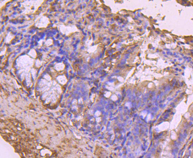 Immunohistochemical analysis of paraffin-embedded mouse colon tissue using anti-CDC45 antibody. Counter stained with hematoxylin.