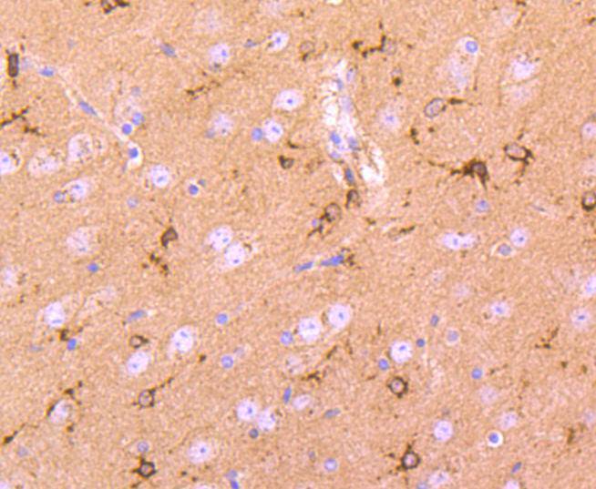 Immunohistochemical analysis of paraffin-embedded mouse brain tissue using anti-Cystatin C antibody. The section was pre-treated using heat mediated antigen retrieval with Tris-EDTA buffer (pH 9.0) for 20 minutes.The tissues were blocked in 5% BSA for 30 minutes at room temperature, washed with ddH2O and PBS, and then probed with the primary antibody (ET1701-72, 1/50) for 30 minutes at room temperature. The detection was performed using an HRP conjugated compact polymer system. DAB was used as the chromogen. Tissues were counterstained with hematoxylin and mounted with DPX.