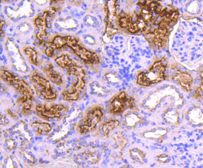 Immunohistochemical analysis of paraffin-embedded mouse kidney tissue using anti-Cystatin C antibody. The section was pre-treated using heat mediated antigen retrieval with Tris-EDTA buffer (pH 9.0) for 20 minutes.The tissues were blocked in 5% BSA for 30 minutes at room temperature, washed with ddH2O and PBS, and then probed with the primary antibody (ET1701-72, 1/50) for 30 minutes at room temperature. The detection was performed using an HRP conjugated compact polymer system. DAB was used as the chromogen. Tissues were counterstained with hematoxylin and mounted with DPX.