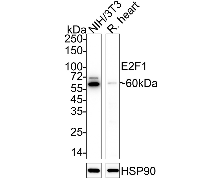 Western blot analysis of E2F1 on NIH/3T3 cell lysates with Rabbit anti-E2F1 antibody (ET1701-73) at 1/500 dilution.<br />
<br />
Lysates/proteins at 10 µg/Lane.<br />
<br />
Predicted band size: 47 kDa<br />
Observed band size: 60 kDa<br />
<br />
Exposure time: 2 minutes;<br />
<br />
10% SDS-PAGE gel.<br />
<br />
Proteins were transferred to a PVDF membrane and blocked with 5% NFDM/TBST for 1 hour at room temperature. The primary antibody (ET1701-73) at 1/500 dilution was used in 5% NFDM/TBST at room temperature for 2 hours. Goat Anti-Rabbit IgG - HRP Secondary Antibody (HA1001) at 1:200,000 dilution was used for 1 hour at room temperature.