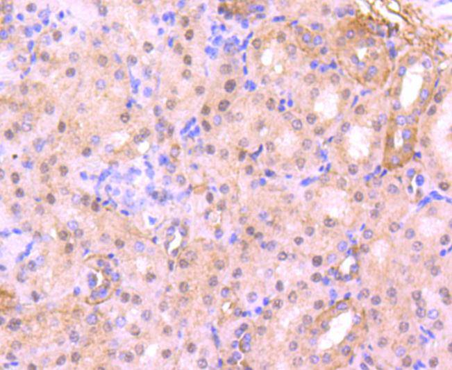 Immunohistochemical analysis of paraffin-embedded mouse kidney tissue using anti-CDC5L antibody. The section was pre-treated using heat mediated antigen retrieval with Tris-EDTA buffer (pH 8.0-8.4) for 20 minutes.The tissues were blocked in 5% BSA for 30 minutes at room temperature, washed with ddH2O and PBS, and then probed with the primary antibody (ET1701-75, 1/50) for 30 minutes at room temperature. The detection was performed using an HRP conjugated compact polymer system. DAB was used as the chromogen. Tissues were counterstained with hematoxylin and mounted with DPX.