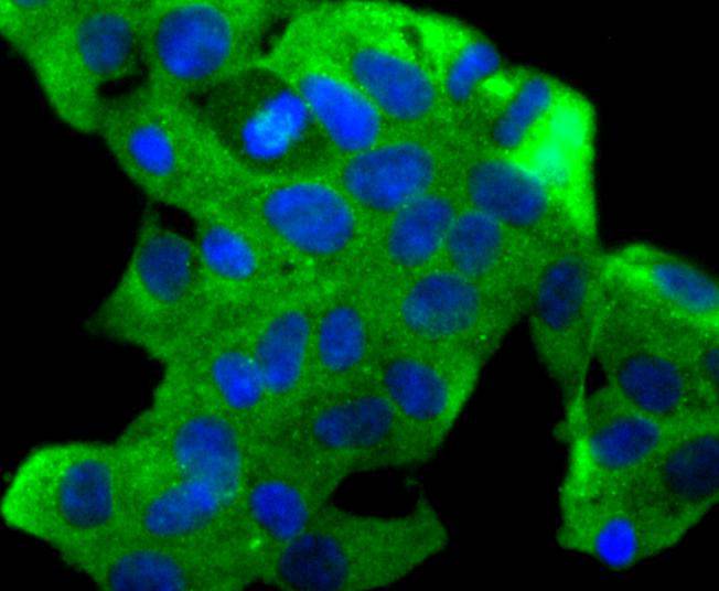 ICC staining of SDF1 in 293 cells (green). Formalin fixed cells were permeabilized with 0.1% Triton X-100 in TBS for 10 minutes at room temperature and blocked with 1% Blocker BSA for 15 minutes at room temperature. Cells were probed with the primary antibody (ET1701-77, 1/50) for 1 hour at room temperature, washed with PBS. Alexa Fluor®488 Goat anti-Rabbit IgG was used as the secondary antibody at 1/1,000 dilution. The nuclear counter stain is DAPI (blue).