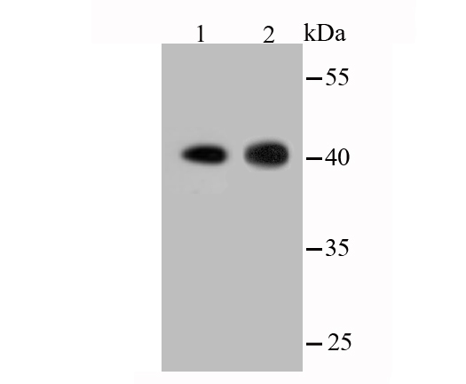 Western blot analysis of Actin on different lysates. Proteins were transferred to a PVDF membrane and blocked with 5% BSA in PBS for 1 hour at room temperature. The primary antibody (ET1701-80, 1/500) was used in 5% BSA at room temperature for 2 hours. Goat Anti-Rabbit IgG - HRP Secondary Antibody (HA1001) at 1:5,000 dilution was used for 1 hour at room temperature.<br />
Positive control:<br />
Lane 1: Hybrid  fish (crucian-carp) brain tissue lysate<br />
Lane 2: Hybrid fish (crucian-carp) kidney tissue lysate