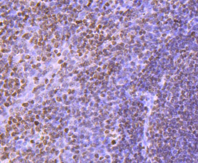 Immunohistochemical analysis of paraffin-embedded human tonsil tissue using anti-Histone H3 antibody. The section was pre-treated using heat mediated antigen retrieval with Tris-EDTA buffer (pH 8.0-8.4) for 20 minutes.The tissues were blocked in 5% BSA for 30 minutes at room temperature, washed with ddH2O and PBS, and then probed with the primary antibody (ET1701-81, 1/50) for 30 minutes at room temperature. The detection was performed using an HRP conjugated compact polymer system. DAB was used as the chromogen. Tissues were counterstained with hematoxylin and mounted with DPX.