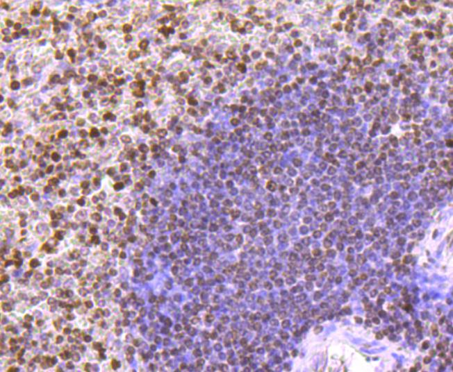 Immunohistochemical analysis of paraffin-embedded human spleen tissue using anti-Histone H3 antibody. The section was pre-treated using heat mediated antigen retrieval with Tris-EDTA buffer (pH 8.0-8.4) for 20 minutes.The tissues were blocked in 5% BSA for 30 minutes at room temperature, washed with ddH2O and PBS, and then probed with the primary antibody (ET1701-81, 1/50) for 30 minutes at room temperature. The detection was performed using an HRP conjugated compact polymer system. DAB was used as the chromogen. Tissues were counterstained with hematoxylin and mounted with DPX.