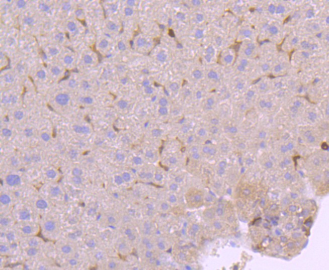 Immunohistochemical analysis of paraffin-embedded mouse liver tissue using anti-PKC delta antibody. The section was pre-treated using heat mediated antigen retrieval with Tris-EDTA buffer (pH 8.0-8.4) for 20 minutes.The tissues were blocked in 5% BSA for 30 minutes at room temperature, washed with ddH2O and PBS, and then probed with the primary antibody (ET1701-85, 1/50) for 30 minutes at room temperature. The detection was performed using an HRP conjugated compact polymer system. DAB was used as the chromogen. Tissues were counterstained with hematoxylin and mounted with DPX.