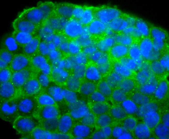 ICC staining of IGF2 in 293T cells (green). Formalin fixed cells were permeabilized with 0.1% Triton X-100 in TBS for 10 minutes at room temperature and blocked with 10% negative goat serum for 15 minutes at room temperature. Cells were probed with the primary antibody (ET1701-88, 1/50) for 1 hour at room temperature, washed with PBS. Alexa Fluor®488 conjugate-Goat anti-Rabbit IgG was used as the secondary antibody at 1/1,000 dilution. The nuclear counter stain is DAPI (blue).