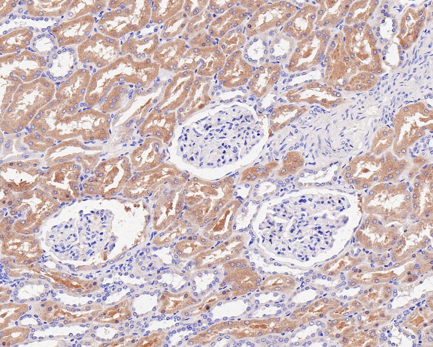 Immunohistochemical analysis of paraffin-embedded mouse kidney tissue using anti-Ubiquitin D antibody. The section was pre-treated using heat mediated antigen retrieval with Tris-EDTA buffer (pH 8.0-8.4) for 20 minutes.The tissues were blocked in 5% BSA for 30 minutes at room temperature, washed with ddH2O and PBS, and then probed with the primary antibody (ET1701-9, 1/50) for 30 minutes at room temperature. The detection was performed using an HRP conjugated compact polymer system. DAB was used as the chromogen. Tissues were counterstained with hematoxylin and mounted with DPX.