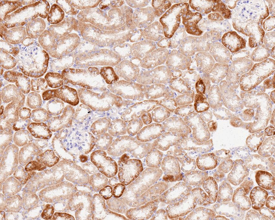 Immunohistochemical analysis of paraffin-embedded human kidney tissue using anti-Ubiquitin D antibody. The section was pre-treated using heat mediated antigen retrieval with Tris-EDTA buffer (pH 8.0-8.4) for 20 minutes.The tissues were blocked in 5% BSA for 30 minutes at room temperature, washed with ddH2O and PBS, and then probed with the primary antibody (ET1701-9, 1/50) for 30 minutes at room temperature. The detection was performed using an HRP conjugated compact polymer system. DAB was used as the chromogen. Tissues were counterstained with hematoxylin and mounted with DPX.