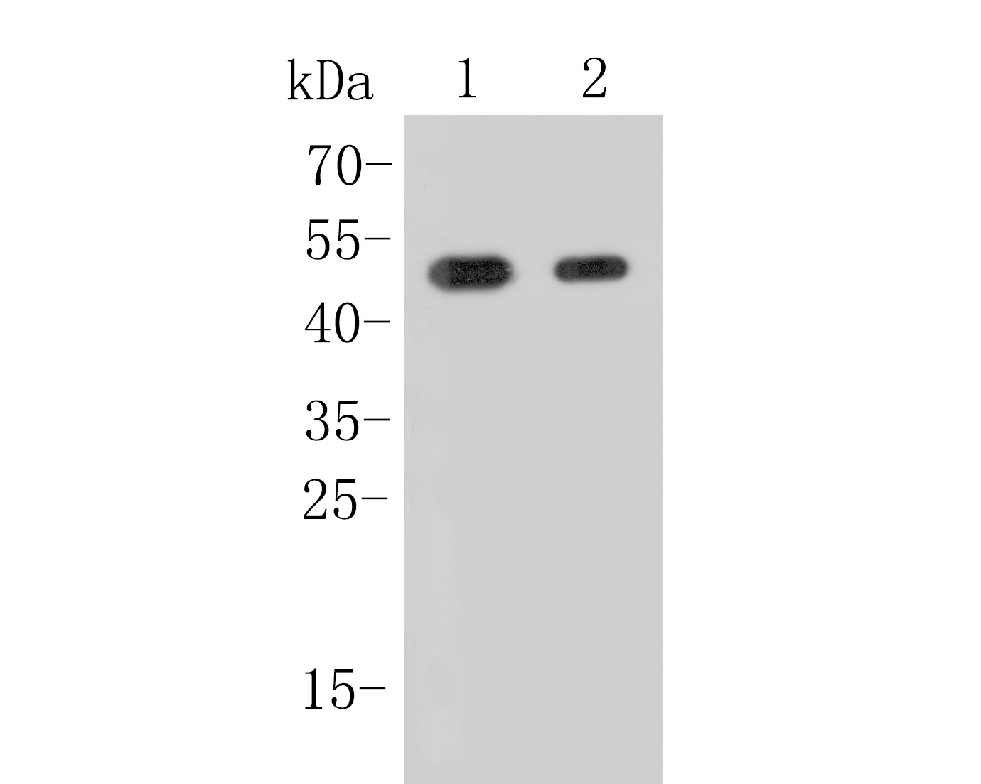 Western blot analysis of c-Fos on different lysates. Proteins were transferred to a PVDF membrane and blocked with 5% BSA in PBS for 1 hour at room temperature. The primary antibody (ET1701-95, 1/500) was used in 5% BSA at room temperature for 2 hours. Goat Anti-Rabbit IgG - HRP Secondary Antibody (HA1001) at 1:200,000 dilution was used for 1 hour at room temperature.<br />
Positive control: <br />
Lane 1: NIH/3T3 cell lysate<br />
Lane 2: MCF-7 cell lysate