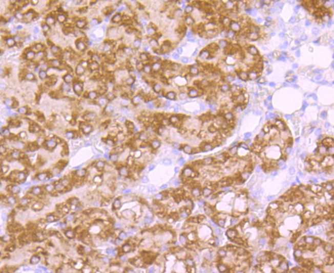 Immunohistochemical analysis of paraffin-embedded  rat kidney  tissue with Rabbit anti-EBP50 antibody (ET1701-96) at 1/50 dilution.<br />
<br />
The section was pre-treated using heat mediated antigen retrieval with sodium citrate buffer (pH 6.0) for 2 minutes. The tissues were blocked in 1% BSA for 20 minutes at room temperature, washed with ddH2O and PBS, and then probed with the primary antibody (ET1701-96) at 1/400 dilution for 1 hour at room temperature. The detection was performed using an HRP conjugated compact polymer system. DAB was used as the chromogen. Tissues were counterstained with hematoxylin and mounted with DPX.