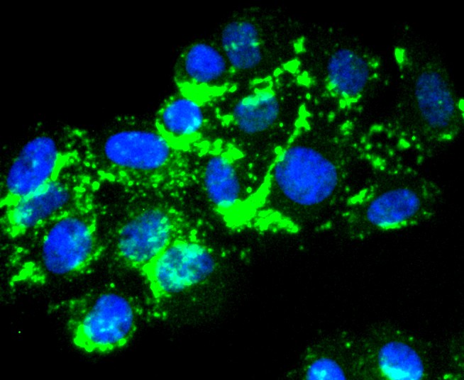 ICC staining of Laminnin 5 alpha 3 in HepG2 cells (green). Formalin fixed cells were permeabilized with 0.1% Triton X-100 in TBS for 10 minutes at room temperature and blocked with 1% Blocker BSA for 15 minutes at room temperature. Cells were probed with the primary antibody (ET1701-99, 1/50) for 1 hour at room temperature, washed with PBS. Alexa Fluor®488 Goat anti-Rabbit IgG was used as the secondary antibody at 1/1,000 dilution. The nuclear counter stain is DAPI (blue).