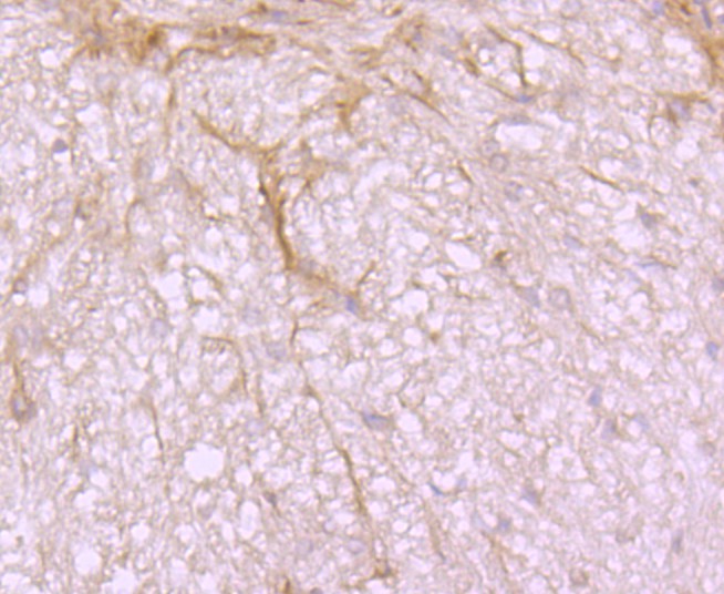 Immunohistochemical analysis of paraffin-embedded mouse kidney tissue using anti-Src antibody. The section was pre-treated using heat mediated antigen retrieval with Tris-EDTA buffer (pH 8.0-8.4) for 20 minutes.The tissues were blocked in 5% BSA for 30 minutes at room temperature, washed with ddH2O and PBS, and then probed with the primary antibody (ET1702-03, 1/50) for 30 minutes at room temperature. The detection was performed using an HRP conjugated compact polymer system. DAB was used as the chromogen. Tissues were counterstained with hematoxylin and mounted with DPX.