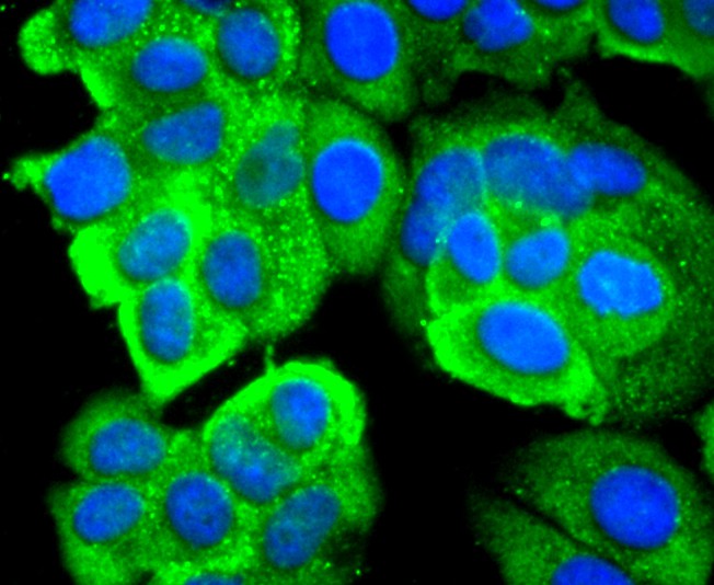 ICC staining of 67kDa Laminin Receptor in MCF-7 cells (green). Formalin fixed cells were permeabilized with 0.1% Triton X-100 in TBS for 10 minutes at room temperature and blocked with 10% negative goat serum for 15 minutes at room temperature. Cells were probed with the primary antibody (ET1702-05, 1/50) for 1 hour at room temperature, washed with PBS. Alexa Fluor®488 conjugate-Goat anti-Rabbit IgG was used as the secondary antibody at 1/1,000 dilution. The nuclear counter stain is DAPI (blue).