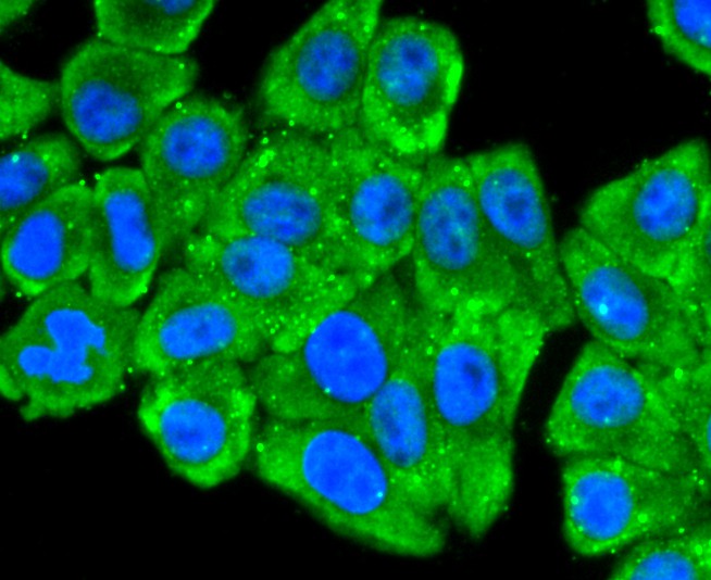 ICC staining of 67kDa Laminin Receptor in HepG2 cells (green). Formalin fixed cells were permeabilized with 0.1% Triton X-100 in TBS for 10 minutes at room temperature and blocked with 10% negative goat serum for 15 minutes at room temperature. Cells were probed with the primary antibody (ET1702-05, 1/50) for 1 hour at room temperature, washed with PBS. Alexa Fluor®488 conjugate-Goat anti-Rabbit IgG was used as the secondary antibody at 1/1,000 dilution. The nuclear counter stain is DAPI (blue).