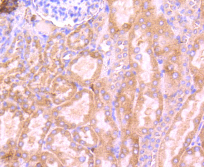 Immunohistochemical analysis of paraffin-embedded mouse kidney tissue using anti-67kDa Laminin Receptor antibody. The section was pre-treated using heat mediated antigen retrieval with Tris-EDTA buffer (pH 9.0) for 20 minutes.The tissues were blocked in 1% BSA for 30 minutes at room temperature, washed with ddH2O and PBS, and then probed with the primary antibody (ET1702-05, 1/50) for 30 minutes at room temperature. The detection was performed using an HRP conjugated compact polymer system. DAB was used as the chromogen. Tissues were counterstained with hematoxylin and mounted with DPX.