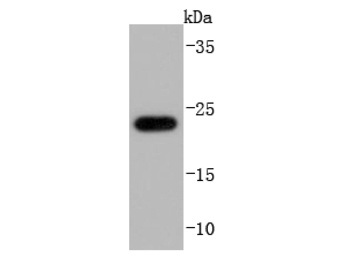 Western blot analysis of Glutathione Peroxidase 1 on THP-1 cells lysates using anti-Glutathione Peroxidase 1 antibody at 1/1,000 dilution.