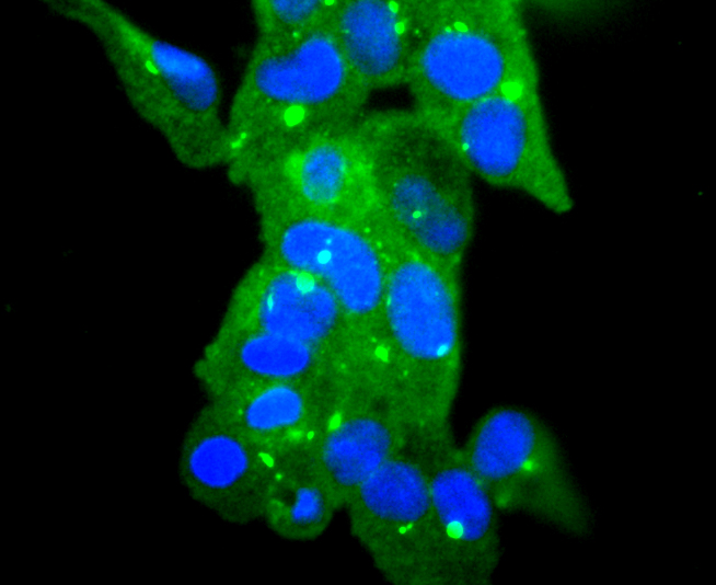 ICC staining Glutathione Peroxidase 1 in 293 cells (green). The nuclear counter stain is DAPI (blue). Cells were fixed in paraformaldehyde, permeabilised with 0.25% Triton X100/PBS.