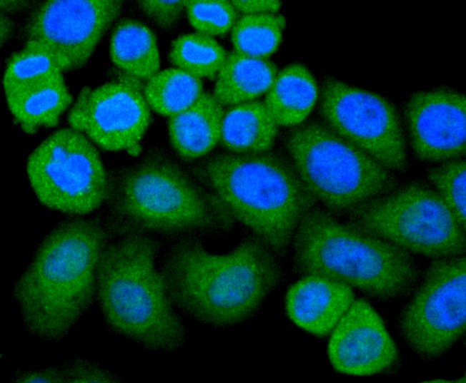 ICC staining Glutathione Peroxidase 1 in HepG2 cells (green). The nuclear counter stain is DAPI (blue). Cells were fixed in paraformaldehyde, permeabilised with 0.25% Triton X100/PBS.