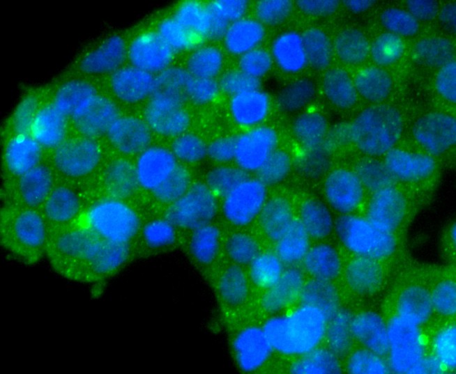 ICC staining Glutathione Peroxidase 1 in 293T cells (green). The nuclear counter stain is DAPI (blue). Cells were fixed in paraformaldehyde, permeabilised with 0.25% Triton X100/PBS.