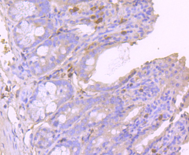Immunohistochemical analysis of paraffin-embedded mouse colon tissue using anti-Glutathione Peroxidase 1 antibody. Counter stained with hematoxylin.