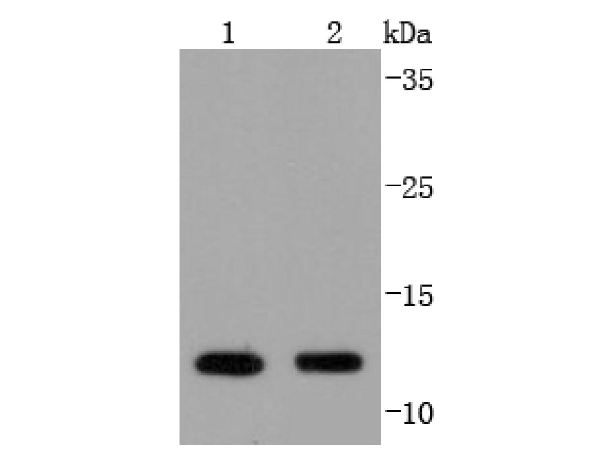 Western blot analysis of VAMP8 on different lysates with Rabbit anti-VAMP8 antibody (ET1702-10) at 1/1000 dilution.<br />
<br />
Lane 1: Hela cell lysate<br />
Lane 2: Mouse kidney tissue lysate (20 µg/Lane)<br />
<br />
Lysates at 10 µg/Lane.<br />
<br />
Predicted band size: 11 kDa<br />
Observed band size: 11 kDa<br />
<br />
<br />
Proteins were transferred to a PVDF membrane and blocked with 5% NFDM/TBST for 1 hour at room temperature. The primary antibody (ET1702-10) at 1/1000 dilution was used in 5% NFDM/TBST at room temperature for 2 hours. Goat Anti-Rabbit IgG - HRP Secondary Antibody (HA1001) at 1:300,000 dilution was used for 1 hour at room temperature.