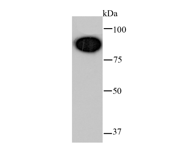 Western blot analysis of Glucocorticoid Receptor on hybrid fish (crucian-carp) heart tissue lysates. Proteins were transferred to a PVDF membrane and blocked with 5% BSA in PBS for 1 hour at room temperature. The primary antibody (ET1702-11, 1/500) was used in 5% BSA at room temperature for 2 hours. Goat Anti-Rabbit IgG - HRP Secondary Antibody (HA1001) at 1:40,000 dilution was used for 1 hour at room temperature.