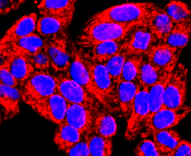 ICC staining of MMP13 in Hela cells (red). Formalin fixed cells were permeabilized with 0.1% Triton X-100 in TBS for 10 minutes at room temperature and blocked with 1% Blocker BSA for 15 minutes at room temperature. Cells were probed with the primary antibody (ET1702-14, 1/100) for 1 hour at room temperature, washed with PBS. Alexa Fluor®594 Goat anti-Rabbit IgG was used as the secondary antibody at 1/1,000 dilution. The nuclear counter stain is DAPI (blue).