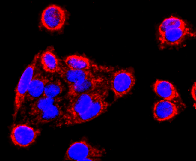 ICC staining of MMP13 in SW480 cells (red). Formalin fixed cells were permeabilized with 0.1% Triton X-100 in TBS for 10 minutes at room temperature and blocked with 1% Blocker BSA for 15 minutes at room temperature. Cells were probed with the primary antibody (ET1702-14, 1/100) for 1 hour at room temperature, washed with PBS. Alexa Fluor®594 Goat anti-Rabbit IgG was used as the secondary antibody at 1/1,000 dilution. The nuclear counter stain is DAPI (blue).