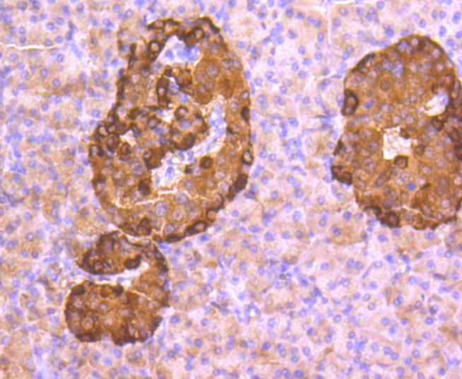 Immunohistochemical analysis of paraffin-embedded human pancreas tissue using anti-Glucagon antibody. The section was pre-treated using heat mediated antigen retrieval with Tris-EDTA buffer (pH 8.0-8.4) for 20 minutes.The tissues were blocked in 5% BSA for 30 minutes at room temperature, washed with ddH2O and PBS, and then probed with the primary antibody (ET1702-20, 1/50) for 30 minutes at room temperature. The detection was performed using an HRP conjugated compact polymer system. DAB was used as the chromogen. Tissues were counterstained with hematoxylin and mounted with DPX.