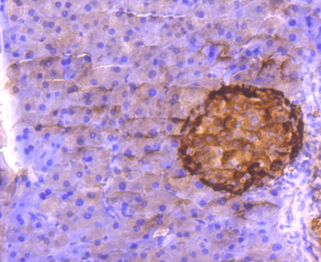 Immunohistochemical analysis of paraffin-embedded mouse pancreas tissue using anti-Glucagon antibody. The section was pre-treated using heat mediated antigen retrieval with Tris-EDTA buffer (pH 8.0-8.4) for 20 minutes.The tissues were blocked in 5% BSA for 30 minutes at room temperature, washed with ddH2O and PBS, and then probed with the primary antibody (ET1702-20, 1/50) for 30 minutes at room temperature. The detection was performed using an HRP conjugated compact polymer system. DAB was used as the chromogen. Tissues were counterstained with hematoxylin and mounted with DPX.