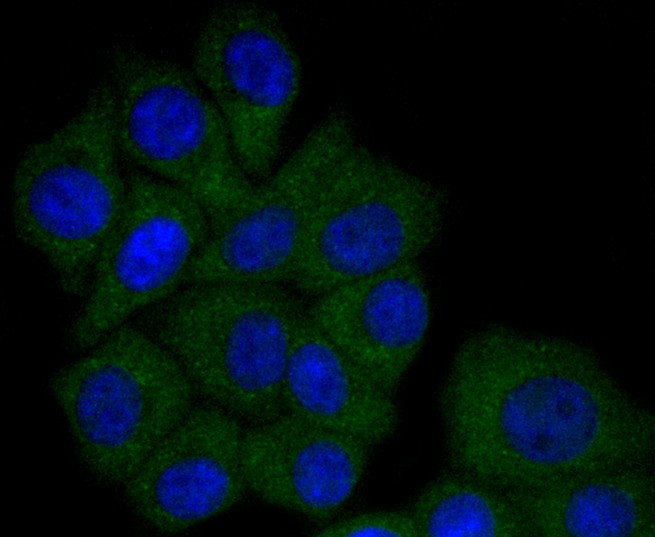 ICC staining of Apolipoprotein A1 in HepG2 cells (green). Formalin fixed cells were permeabilized with 0.1% Triton X-100 in TBS for 10 minutes at room temperature and blocked with 1% Blocker BSA for 15 minutes at room temperature. Cells were probed with the primary antibody (ET1702-23, 1/50) for 1 hour at room temperature, washed with PBS. Alexa Fluor®488 Goat anti-Rabbit IgG was used as the secondary antibody at 1/1,000 dilution. The nuclear counter stain is DAPI (blue).