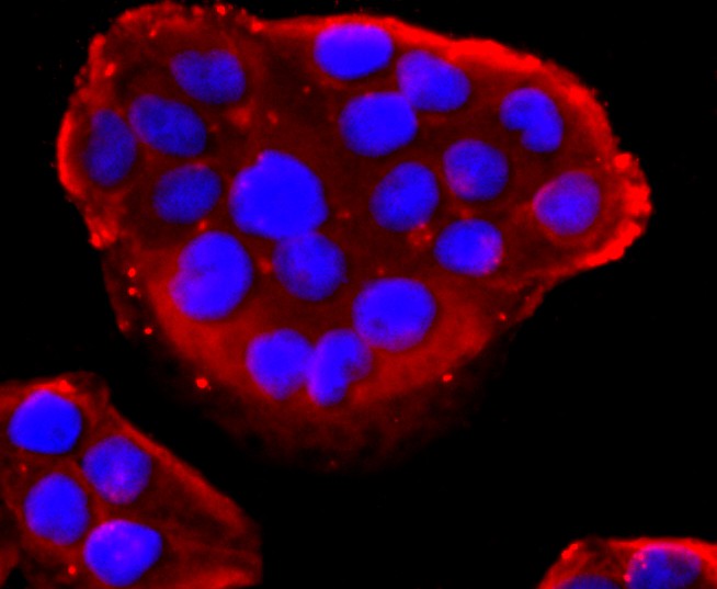 ICC staining of PDIA6 in Hela cells (red). Formalin fixed cells were permeabilized with 0.1% Triton X-100 in TBS for 10 minutes at room temperature and blocked with 10% negative goat serum for 15 minutes at room temperature. Cells were probed with the primary antibody (ET1702-26, 1/50) for 1 hour at room temperature, washed with PBS. Alexa Fluor®594 conjugate-Goat anti-Rabbit IgG was used as the secondary antibody at 1/1,000 dilution. The nuclear counter stain is DAPI (blue).