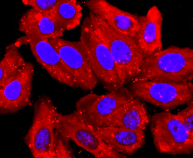 ICC staining of PDIA6 in HepG2 cells (red). Formalin fixed cells were permeabilized with 0.1% Triton X-100 in TBS for 10 minutes at room temperature and blocked with 10% negative goat serum for 15 minutes at room temperature. Cells were probed with the primary antibody (ET1702-26, 1/50) for 1 hour at room temperature, washed with PBS. Alexa Fluor®594 conjugate-Goat anti-Rabbit IgG was used as the secondary antibody at 1/1,000 dilution. The nuclear counter stain is DAPI (blue).