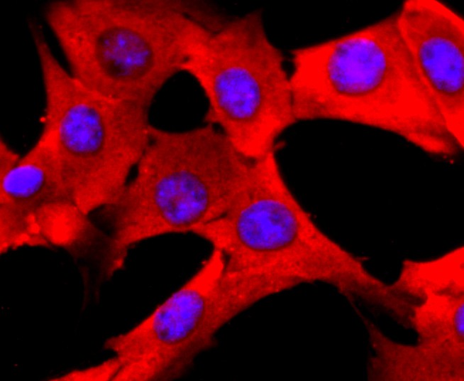 ICC staining of PDIA6 in NIH/3T3 cells (red). Formalin fixed cells were permeabilized with 0.1% Triton X-100 in TBS for 10 minutes at room temperature and blocked with 10% negative goat serum for 15 minutes at room temperature. Cells were probed with the primary antibody (ET1702-26, 1/50) for 1 hour at room temperature, washed with PBS. Alexa Fluor®594 conjugate-Goat anti-Rabbit IgG was used as the secondary antibody at 1/1,000 dilution. The nuclear counter stain is DAPI (blue).
