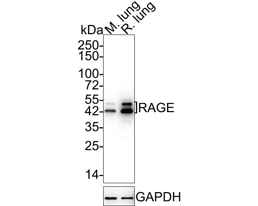 Western blot analysis of RAGE on mouse lung tissue lysates. Proteins were transferred to a PVDF membrane and blocked with 5% BSA in PBS for 1 hour at room temperature. The primary antibody (ET1702-27, 1/500) was used in 5% BSA at room temperature for 2 hours. Goat Anti-Rabbit IgG - HRP Secondary Antibody (HA1001) at 1:5,000 dilution was used for 1 hour at room temperature.<br />
<br />
Predicted band size: 43 kDa<br />
Observed band size: 50 kDa