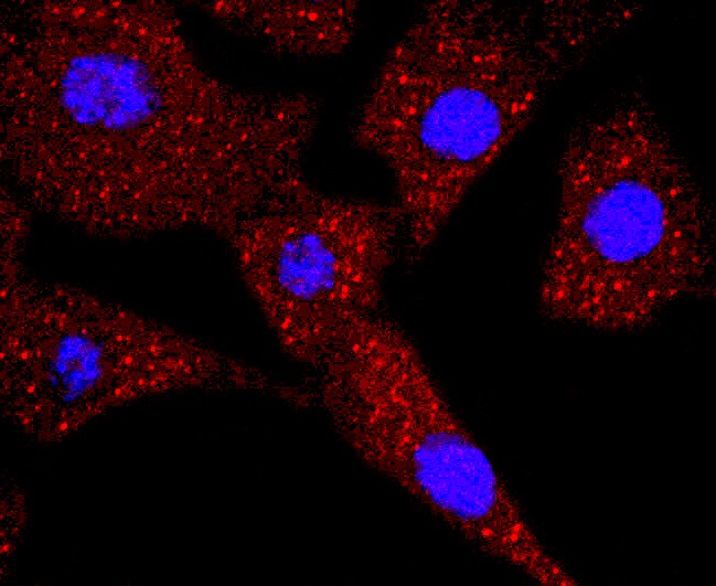 ICC staining of Thymidine Kinase 1 in NIH/3T3 cells (red). Formalin fixed cells were permeabilized with 0.1% Triton X-100 in TBS for 10 minutes at room temperature and blocked with 10% negative goat serum for 15 minutes at room temperature. Cells were probed with the primary antibody (ET1702-31, 1/50) for 1 hour at room temperature, washed with PBS. Alexa Fluor®594 conjugate-Goat anti-Rabbit IgG was used as the secondary antibody at 1/1,000 dilution. The nuclear counter stain is DAPI (blue).