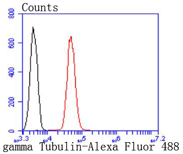Flow cytometric analysis of gamma Tubulin was done on Jurkat cells. The cells were fixed, permeabilized and stained with the primary antibody (ET1702-32, 1/50) (red). After incubation of the primary antibody at room temperature for an hour, the cells were stained with a Alexa Fluor 488-conjugated Goat anti-Rabbit IgG Secondary antibody at 1/1000 dilution for 30 minutes.Unlabelled sample was used as a control (cells without incubation with primary antibody; black).