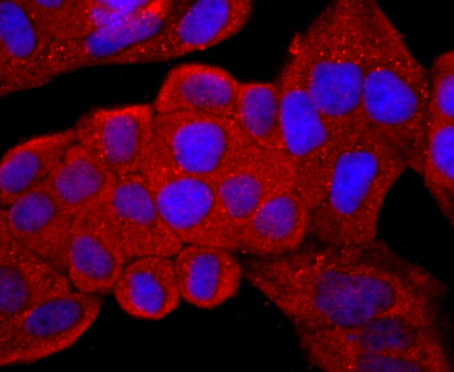 ICC staining of CD99 in Hela cells (red). Formalin fixed cells were permeabilized with 0.1% Triton X-100 in TBS for 10 minutes at room temperature and blocked with 1% Blocker BSA for 15 minutes at room temperature. Cells were probed with the primary antibody (ET1702-35, 1/50) for 1 hour at room temperature, washed with PBS. Alexa Fluor®594 Goat anti-Rabbit IgG was used as the secondary antibody at 1/1,000 dilution. The nuclear counter stain is DAPI (blue).