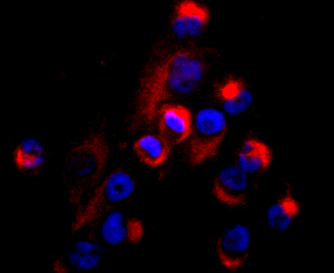 ICC staining of CD99 in PANC-1 cells (red). Formalin fixed cells were permeabilized with 0.1% Triton X-100 in TBS for 10 minutes at room temperature and blocked with 1% Blocker BSA for 15 minutes at room temperature. Cells were probed with the primary antibody (ET1702-35, 1/50) for 1 hour at room temperature, washed with PBS. Alexa Fluor®594 Goat anti-Rabbit IgG was used as the secondary antibody at 1/1,000 dilution. The nuclear counter stain is DAPI (blue).