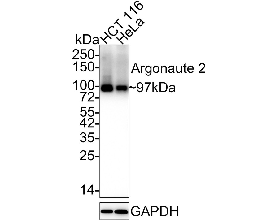 Western blot analysis of Argonaute 2 on different lysates. Proteins were transferred to a PVDF membrane and blocked with 5% BSA in PBS for 1 hour at room temperature. The primary antibody (ET1702-39, 1/500) was used in 5% BSA at room temperature for 2 hours. Goat Anti-Rabbit IgG - HRP Secondary Antibody (HA1001) at 1:5,000 dilution was used for 1 hour at room temperature.<br />
Positive control: <br />
Lane 1: Jurkat cell lysate<br />
Lane 2: Hela cell lysate