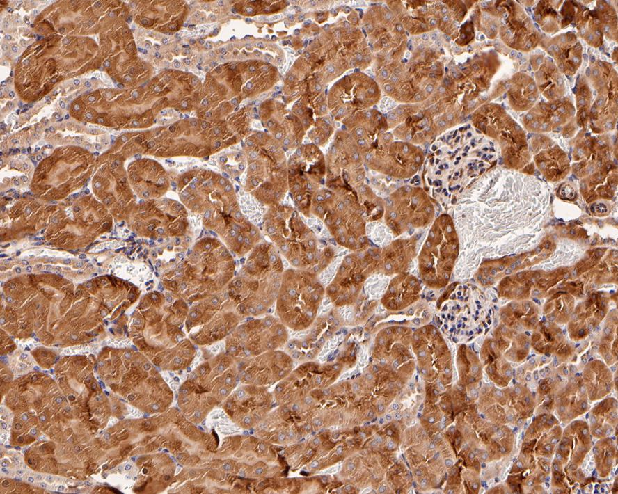 Immunohistochemical analysis of paraffin-embedded mouse kidney tissue with Rabbit anti-Argonaute 2 antibody (ET1702-39) at 1/4,000 dilution.<br />
<br />
The section was pre-treated using heat mediated antigen retrieval with Tris-EDTA buffer (pH 9.0) for 20 minutes. The tissues were blocked in 1% BSA for 20 minutes at room temperature, washed with ddH2O and PBS, and then probed with the primary antibody (ET1702-39) at 1/4,000 dilution for 1 hour at room temperature. The detection was performed using an HRP conjugated compact polymer system. DAB was used as the chromogen. Tissues were counterstained with hematoxylin and mounted with DPX.
