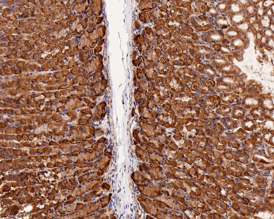 Immunohistochemical analysis of paraffin-embedded mouse stomach tissue with Rabbit anti-Argonaute 2 antibody (ET1702-39) at 1/4,000 dilution.<br />
<br />
The section was pre-treated using heat mediated antigen retrieval with Tris-EDTA buffer (pH 9.0) for 20 minutes. The tissues were blocked in 1% BSA for 20 minutes at room temperature, washed with ddH2O and PBS, and then probed with the primary antibody (ET1702-39) at 1/4,000 dilution for 1 hour at room temperature. The detection was performed using an HRP conjugated compact polymer system. DAB was used as the chromogen. Tissues were counterstained with hematoxylin and mounted with DPX.