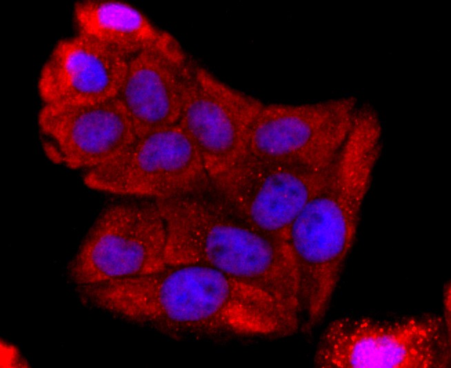 ICC staining of ABCG2 in Hela cells (red). Formalin fixed cells were permeabilized with 0.1% Triton X-100 in TBS for 10 minutes at room temperature and blocked with 1% Blocker BSA for 15 minutes at room temperature. Cells were probed with the primary antibody (ET1702-40, 1/50) for 1 hour at room temperature, washed with PBS. Alexa Fluor®594 Goat anti-Rabbit IgG was used as the secondary antibody at 1/1,000 dilution. The nuclear counter stain is DAPI (blue).